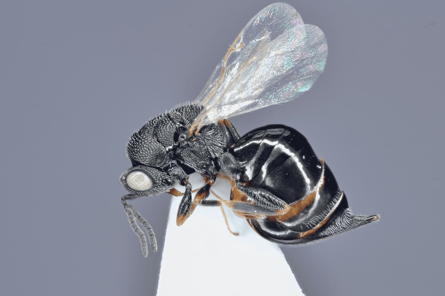 Default image